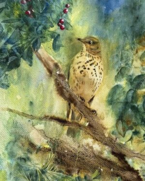 Song Thrush